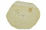 Three Floating Crinoid (Saccocoma) Fossils - Solnhofen Limestone #353567-1